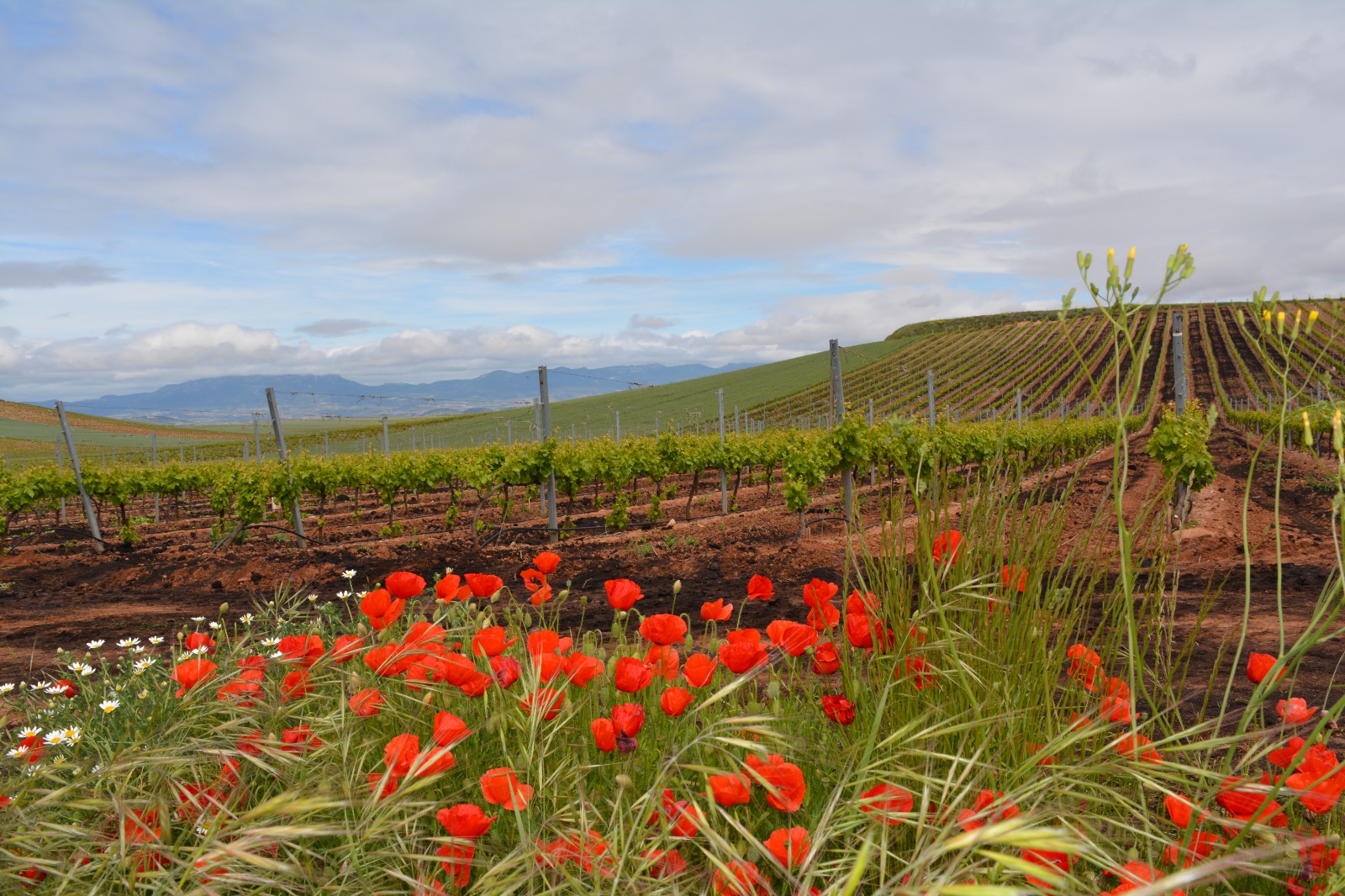 Viñedos de Bodegas Quiroga de Pablo