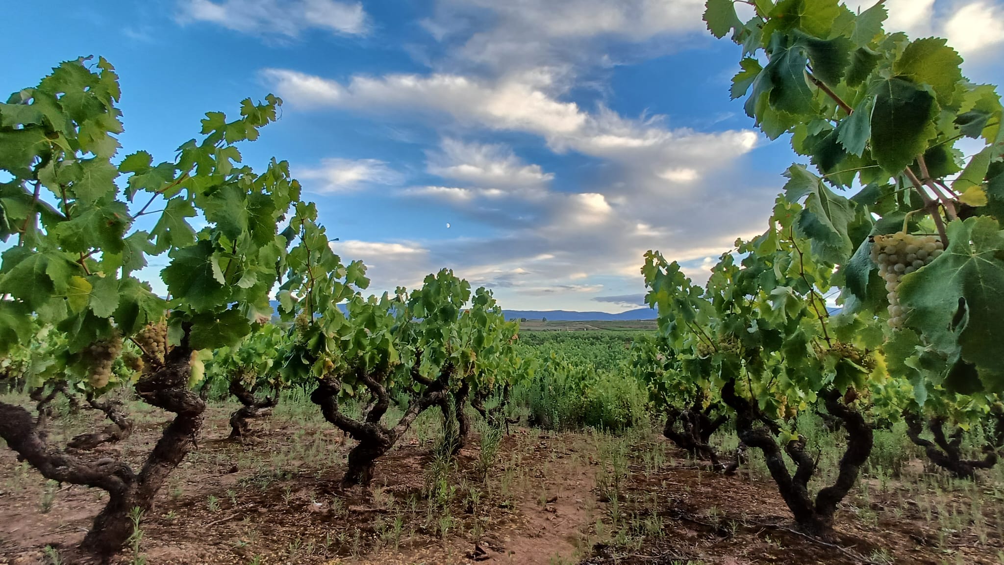 Viñedos de Bodegas Quiroga de Pablo