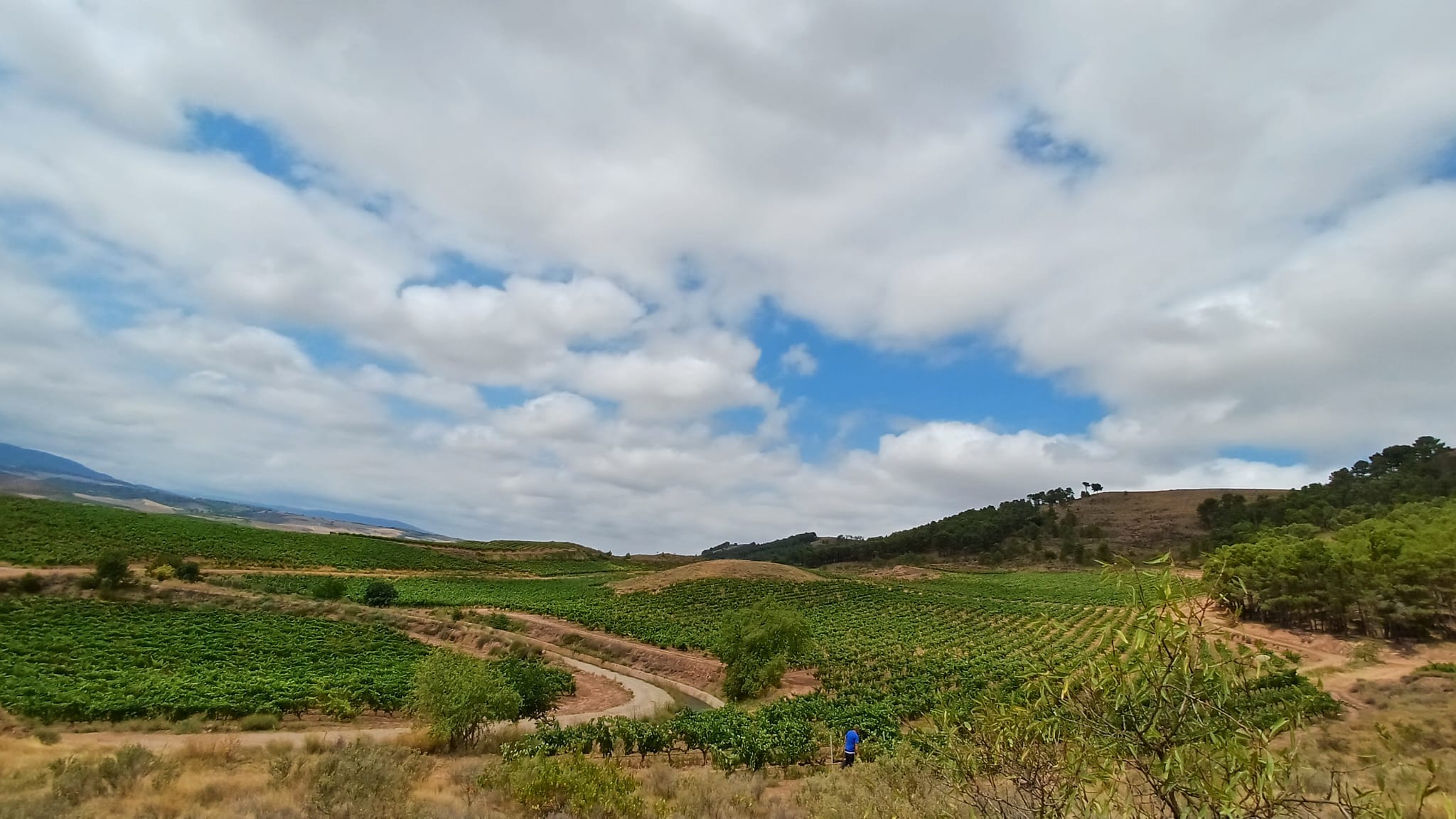 Viñedos de Bodegas Quiroga de Pablo