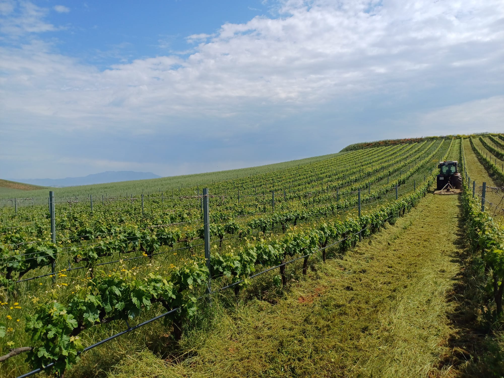 Viñedos de Bodegas Quiroga de Pablo