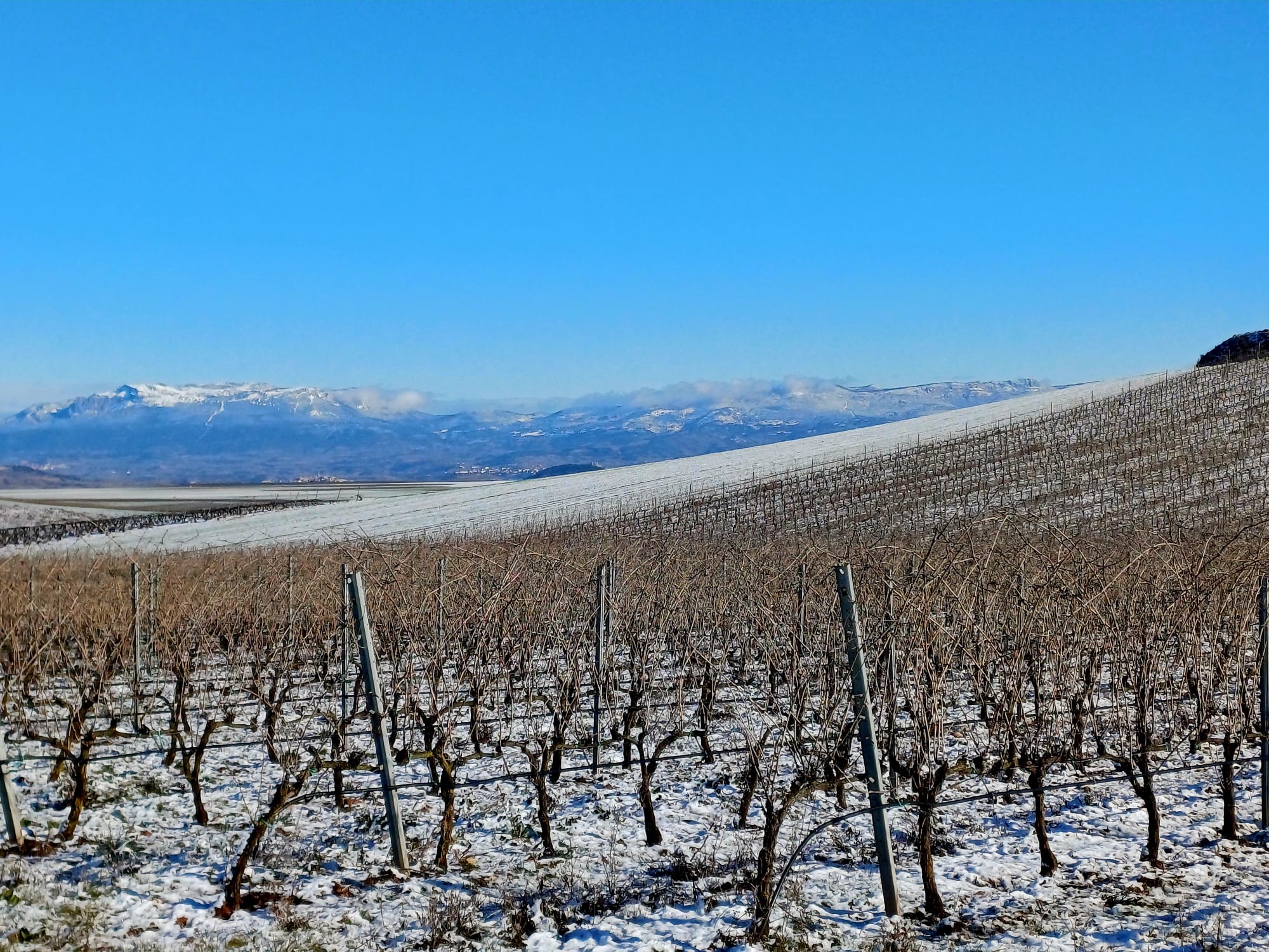 Viñedos de Bodegas Quiroga de Pablo